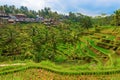 Rice terraces of Tegallalanga, Bali, Indonesia