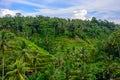 Rice terraces in Ubud, Bali, Indonesia