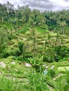 Rice terraces of unusual beauty in the city of Ubud