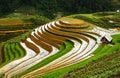 Rice terraces in Vietnam Royalty Free Stock Photo