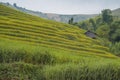 Rice terraces in vietnam