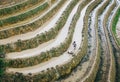 Rice terraces, Yaoshan Mountain, Guilin, China