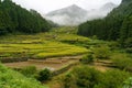 Rice terraces of Youtsuya village, Japan Royalty Free Stock Photo