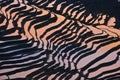 Rice terraces of yuanyang Royalty Free Stock Photo