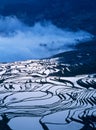 Rice terraces of yuanyang in the morning Royalty Free Stock Photo