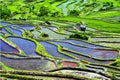 Rice Terraces of Yuanyang, Yunnan,China Royalty Free Stock Photo