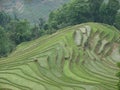 Rice terraces, Yuanyang, Yunnan, China Royalty Free Stock Photo