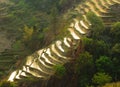 Rice terraces of yuanyang, yunnan, china Royalty Free Stock Photo