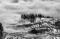 Rice terraces of Yunnan province amid the scenic morning fog. Royalty Free Stock Photo