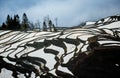 Rice terraces of Yunnan province amid the scenic morning fog. Royalty Free Stock Photo