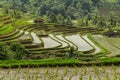 Rice terrases in Jatiluwih. Royalty Free Stock Photo