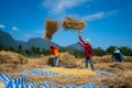 Traditional way of asian people for threshing the rice straw Royalty Free Stock Photo
