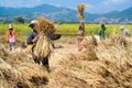 Rice threshing in Thailand