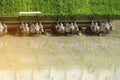 Rice Transplanter Machine Operating in the Field Royalty Free Stock Photo