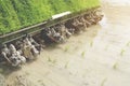 Rice Transplanter Machine Operating in the Field Royalty Free Stock Photo