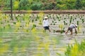 Rice transplanting in China Royalty Free Stock Photo