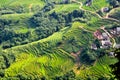 Rice transplanting Royalty Free Stock Photo