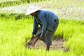 Rice Transplanting in Laos Royalty Free Stock Photo