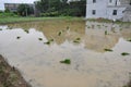 Rice transplanting Royalty Free Stock Photo