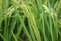 Rice tree cornfield