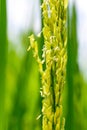 Rice tree green in field close-up, rice are growing in rice fields