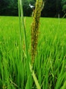 Rice, tree, green rice tree