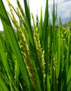 Rice tree grow on the ricefield on the sunligth Royalty Free Stock Photo