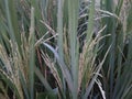 Rice tree in village feld