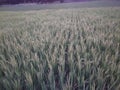 Rice tree in village feld