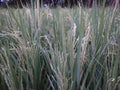 Rice tree in village feld