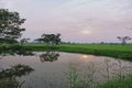 rice trees around the small pond. Royalty Free Stock Photo