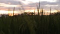 rice trees bear fruit in the fields