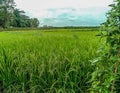 Rice trees bear heavy fruit with green and lush leaves Royalty Free Stock Photo