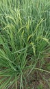  the fields with rice grains