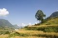 Rice Valley on a Sunny Day Royalty Free Stock Photo