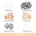 Rice varieties. Dark wild rice, risotto rice, jasmine rice, basmati, red cargo rice, rough rice . Vector illustration.