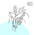 Rice vector sketch botanical plant