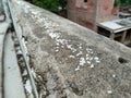 rice on the wall for birds feeding. Bird food, scattered birdseed on terrace Royalty Free Stock Photo