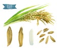 Rice watercolor illustration with clipping paths