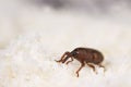 Rice weevil Royalty Free Stock Photo