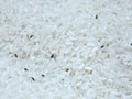 Rice weevils (Sitophilus Oryzae) among the rice crops Royalty Free Stock Photo