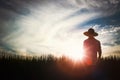 Autumn rice field landscape with ripening grain, farmer and sunset background Royalty Free Stock Photo