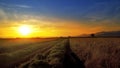 Rice, wheat field against sunset during harvest Royalty Free Stock Photo