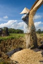 Rice Winnowing in Bali, Indonesia Royalty Free Stock Photo
