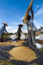 Rice Winnowing in Bali, Indonesia Royalty Free Stock Photo