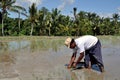 Rice worker Royalty Free Stock Photo