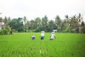 Rice workers in plantation