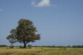 Rice Workers Resting Under Shadow of Holy Tree