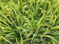 Rice & x28;Latin: Oryza sativae most important cultivated plants in this civilization, namely rice that has just grown
