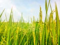 Rice, yellow rice and green leaves and beautiful blue sky Royalty Free Stock Photo